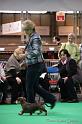 Crufts2011_2 1051